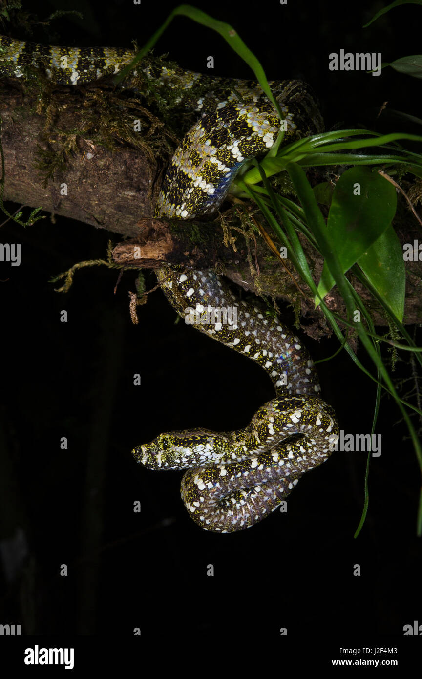 Bosque moteado-pit viper (Bothriopsis taeniata) Amazon, Ecuador. Cautiva Foto de stock