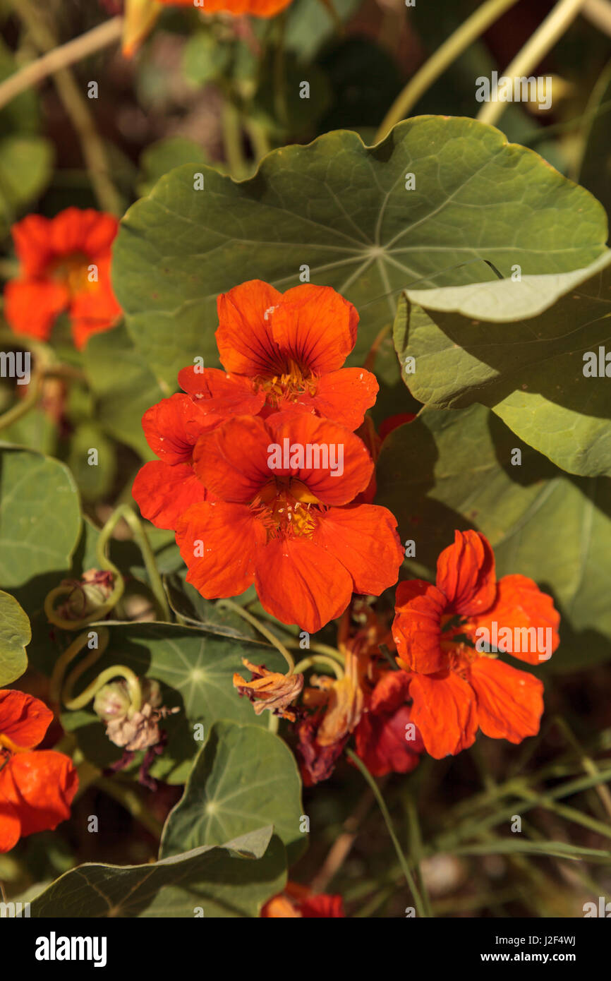 Flores comestibles de naranja fotografías e imágenes de alta resolución -  Alamy