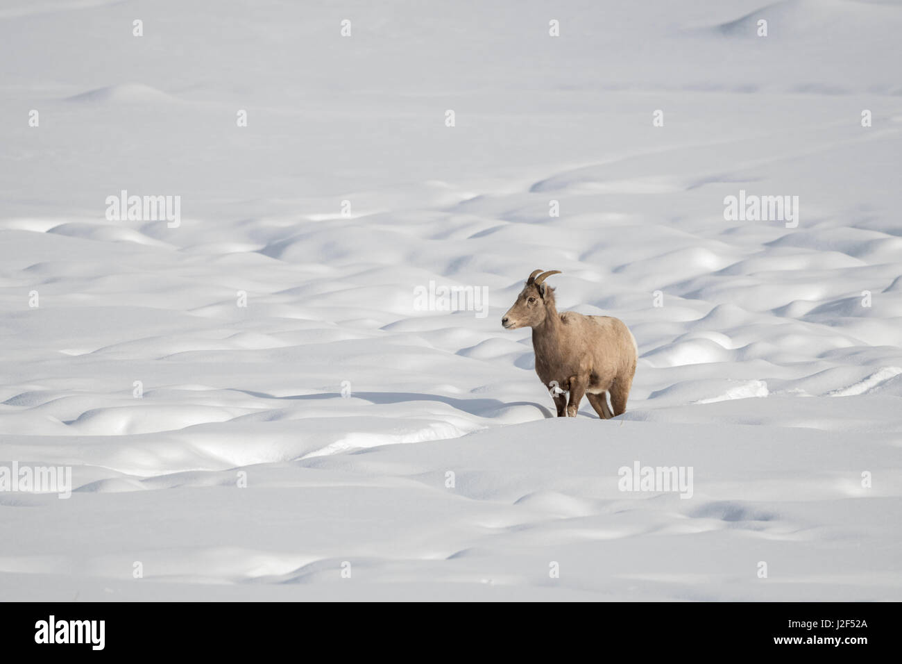 / Dickhornschaf borrego cimarrón (Ovis canadensis ), hembra en invierno, en terrenos cubiertos de nieve, siguiendo una pista, área de Yellowstone, Wyoming, Estados Unidos. Foto de stock