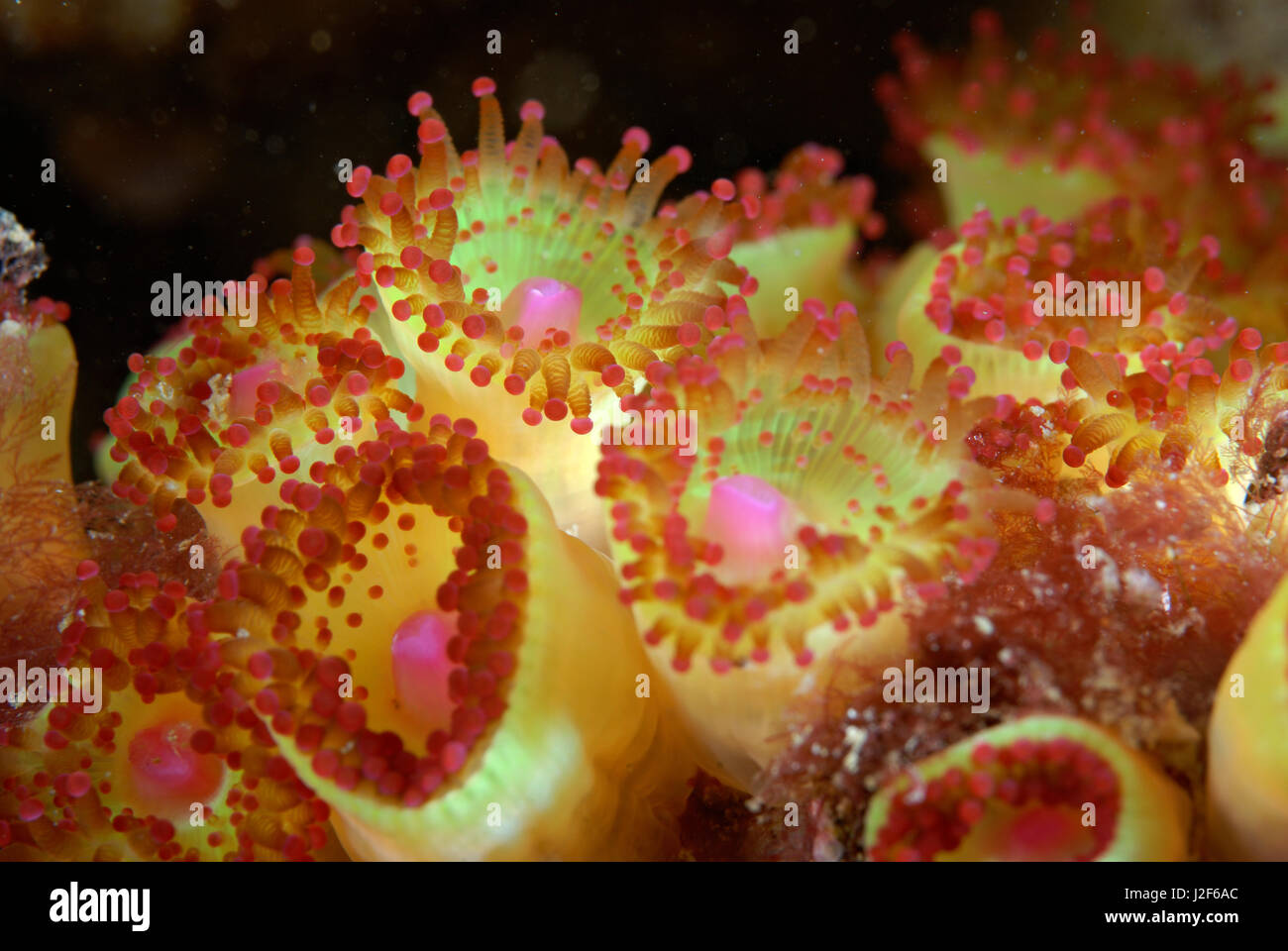 Las anémonas Joya (Corynactis viridis) vive en colonias del mismo color juntos. Foto de stock