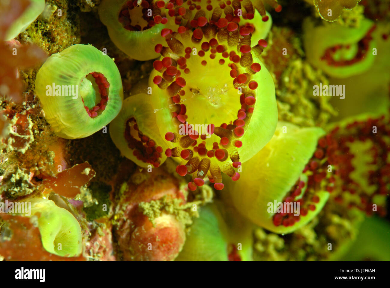 Las anémonas Joya (Corynactis viridis) vive en colonias del mismo color juntos. Foto de stock