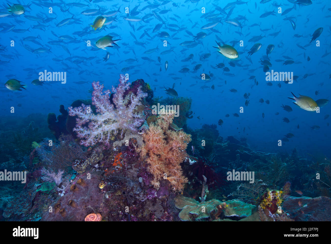 Seascape imagen de un colorido arrecife de coral, remoto y prístino en el corazón del triángulo de coral. Raja Ampat, Indonesia. Foto de stock