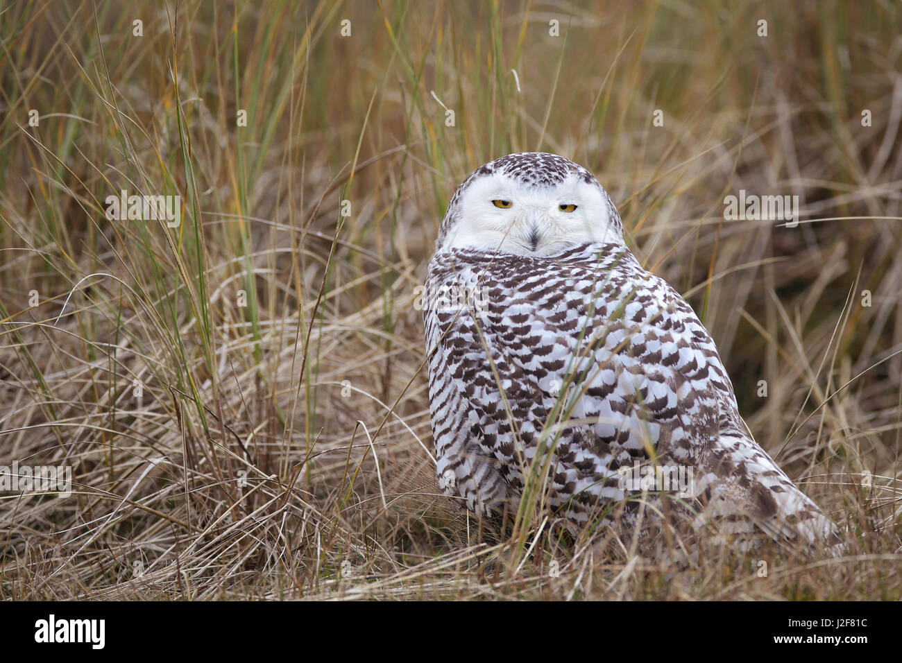 Snowy Owl-descansando en las dunas de la isla Vlieland. Una rareza para los Países Bajos ! Foto de stock