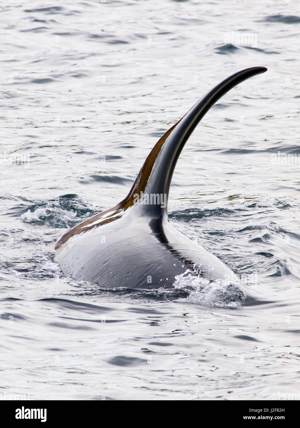 La orca en el Mar del Norte. Raramente fotografiado en el Mar del Norte. Las orcas (ballenas asesinas) pueden ser identificados en forma individual debido a las marcas naturales y las diferencias en la forma de aletas. Las Orcas tienen una obvia que la aleta dorsal varía en forma y tamaño, a menudo con el distintivo de mellas o cicatrices. La silla de montar también varía de individuo a individuo en forma, tamaño, color y cicatrización Foto de stock