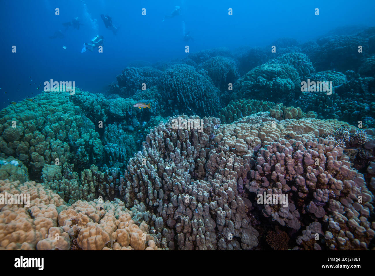 Los submarinistas exploran prístina coloridos arrecifes de coral en el Mar Rojo se extiende más allá de los ojos pueden ver. Puerto Ghalib, Egipto. Foto de stock