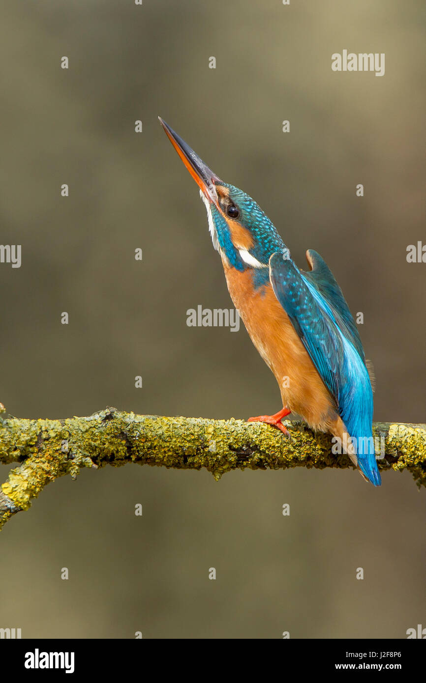 Kingfisher intimidar ave de rapiña Foto de stock