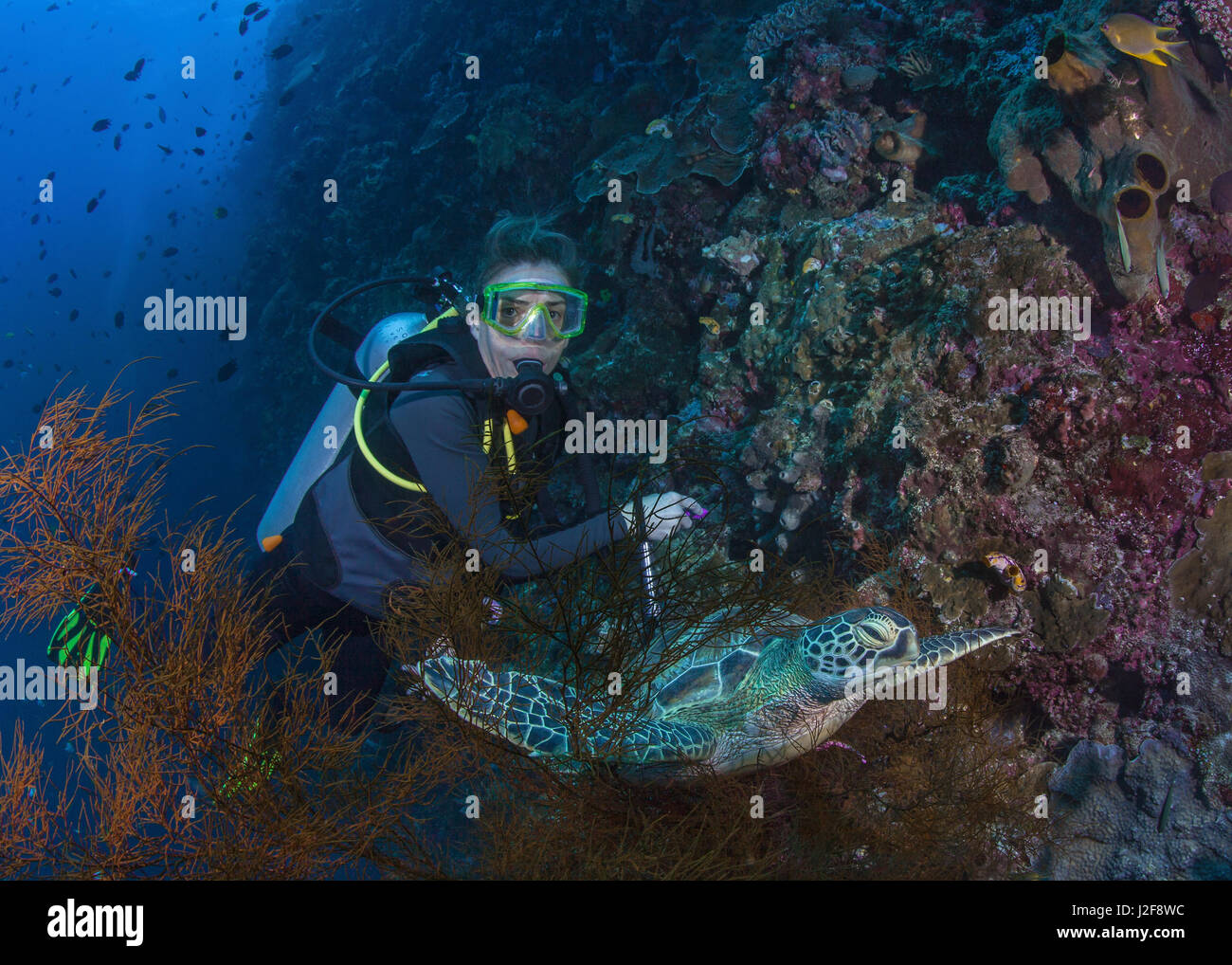 Hembra Scuba Diver Obtiene una cercana a la tortuga carey en descansando en negro coral tree en la pared pared de coral. La isla de Bunaken, Indonesia. Foto de stock
