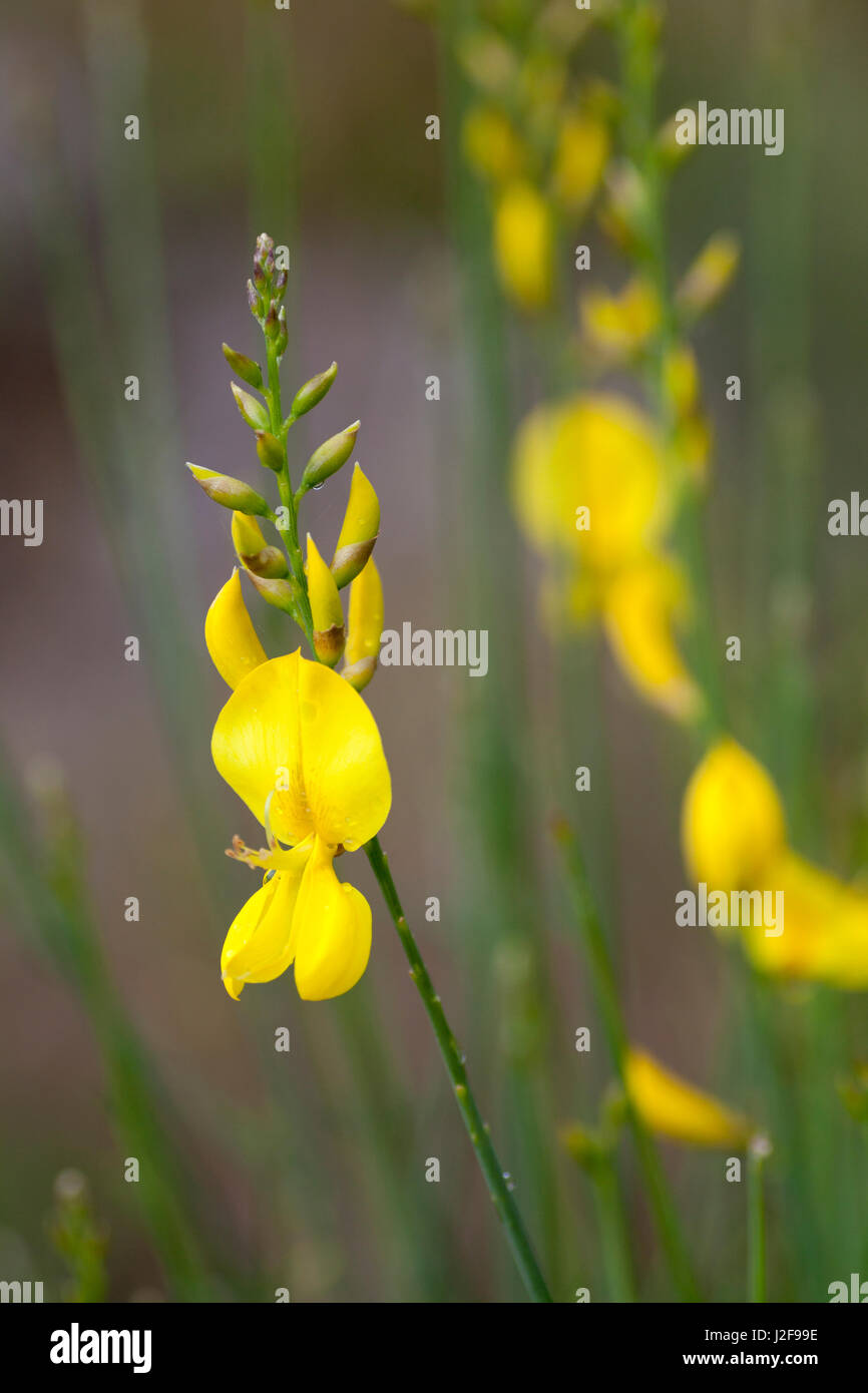 La Retama es una especie común de la Europa meridional, espectacular por sus grandes flores amarillas. Foto de stock