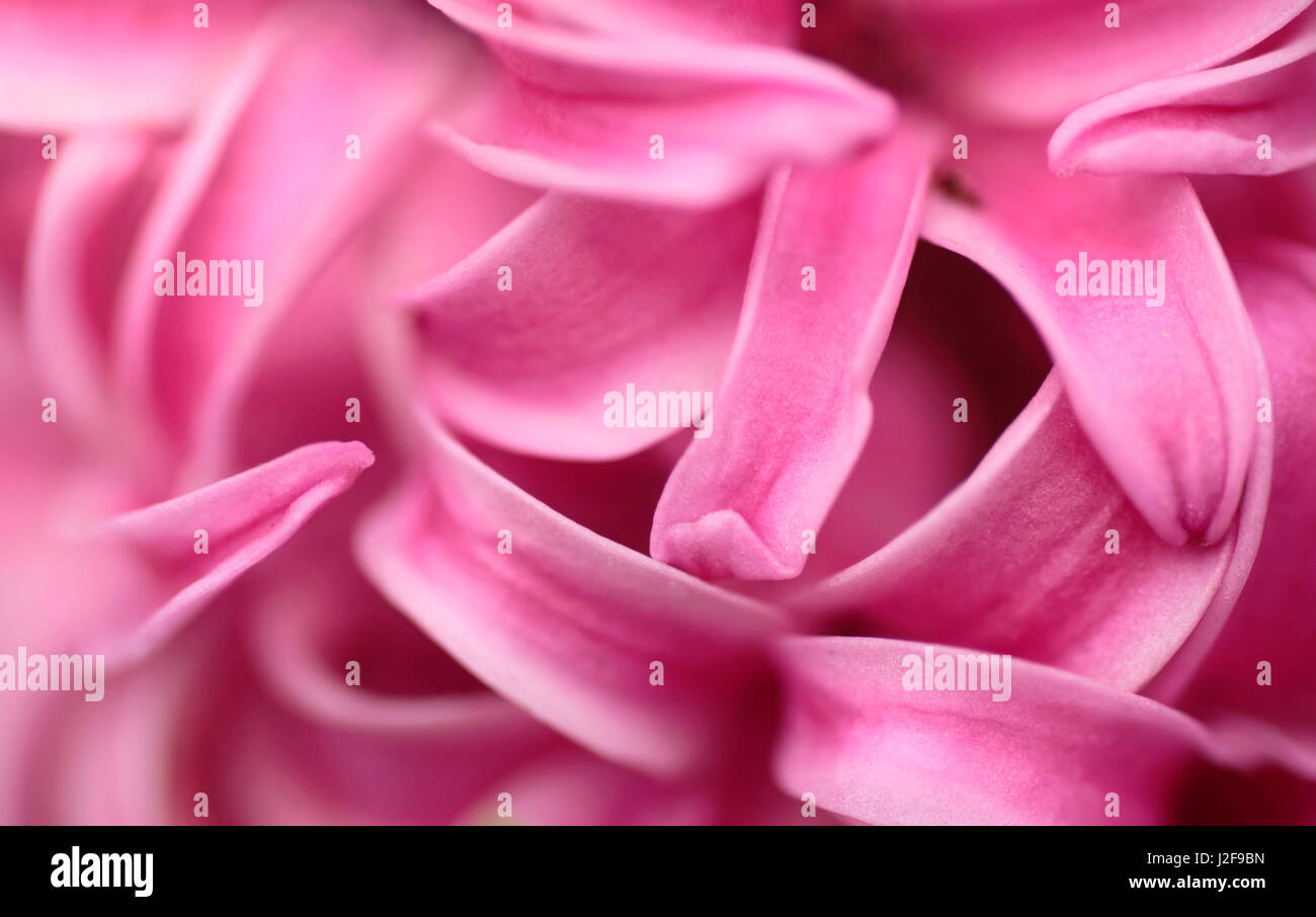 Detalle de la flor rosa de la jacinta de jardín Woodtsock' Fotografía de  stock - Alamy