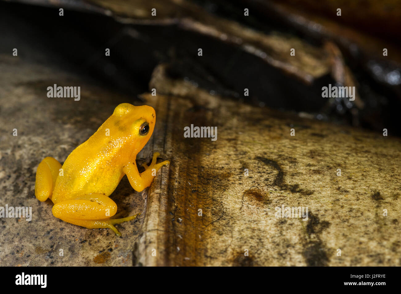Golden Rocket Frog (Anomaloglossus beebei) o Beebe rocket frog. Vive en bromelias tanque gigante. Las cataratas de Kaieteur, Guyana. El Parque Nacional de Kaieteur en Essequibo, Guyana, endémica en el Parque Nacional de Kaieteur Foto de stock