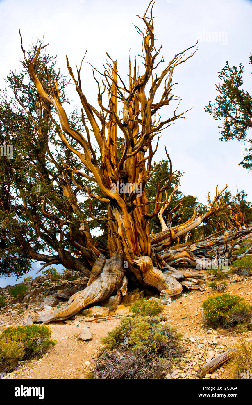 California, Estados Unidos, Ancient Bristlecone Pine, Discovery Trail en el Valle de Owen, blancas montañas, bosque nacional Inyo, Shulman Grove (de gran formato tamaños disponibles) Foto de stock