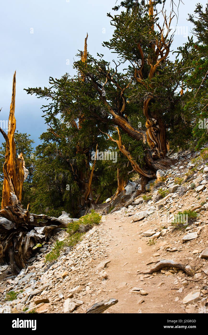 California, Estados Unidos, Ancient Bristlecone Pine, Discovery Trail en el Valle de Owen, blancas montañas, bosque nacional Inyo, Shulman Grove (de gran formato tamaños disponibles) Foto de stock