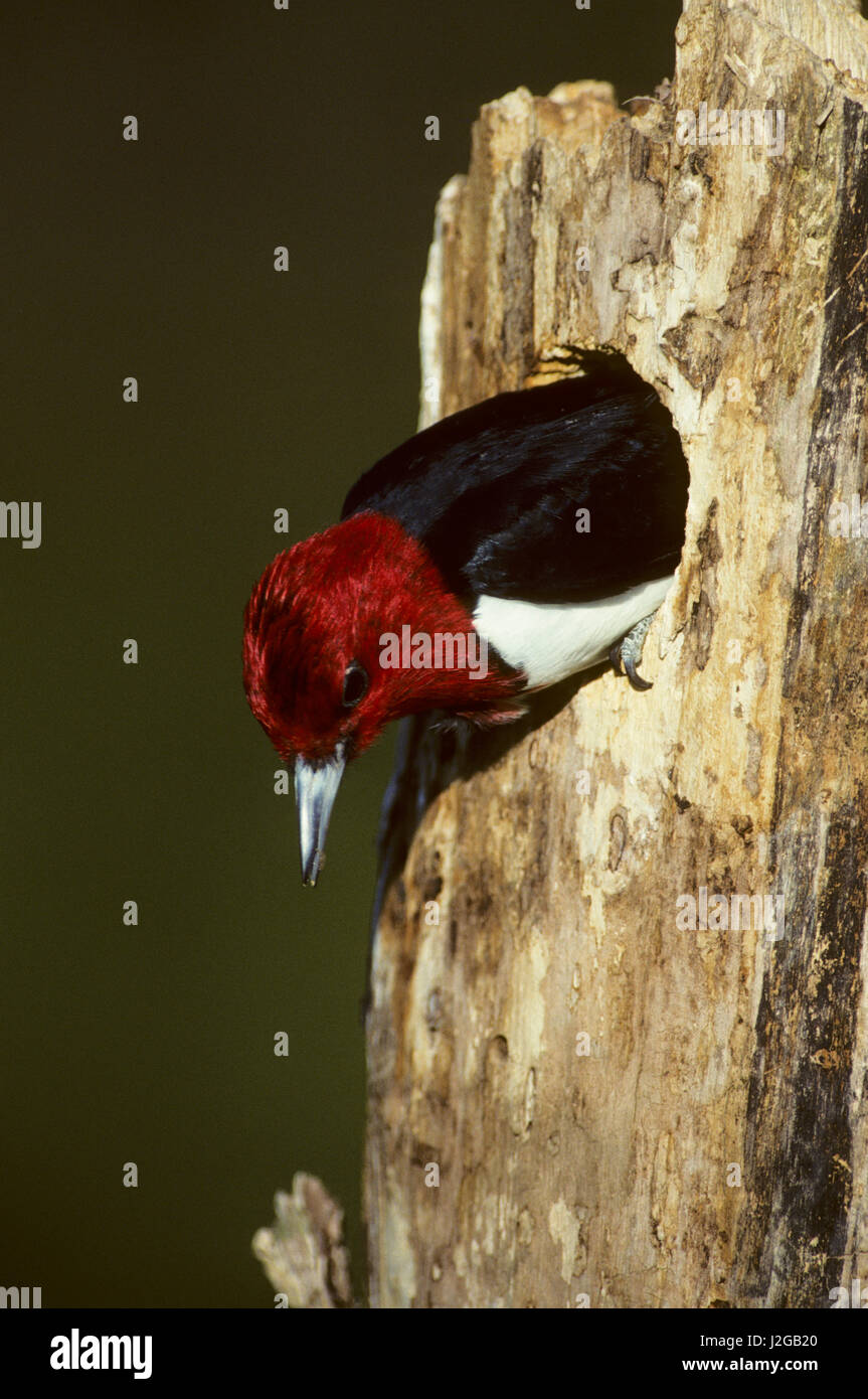 Pájaro carpintero de cabeza roja (Melanerpes erythrocephalus) salir de nido de la cavidad, Illinois Foto de stock