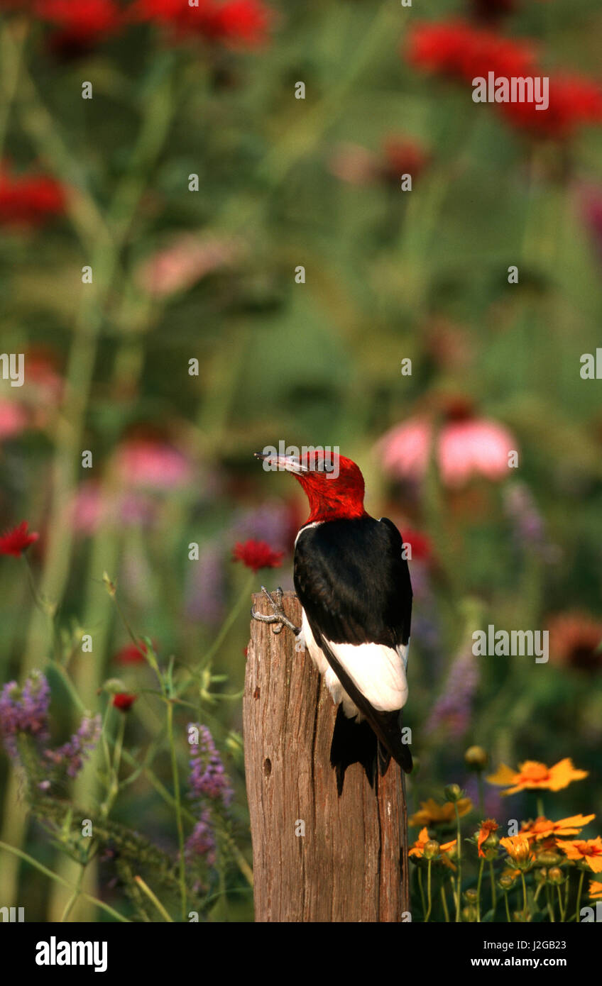 Pájaro carpintero de cabeza roja (Melanerpes erythrocephalus) en el jardín de flores, el condado de Marion, Illinois Foto de stock