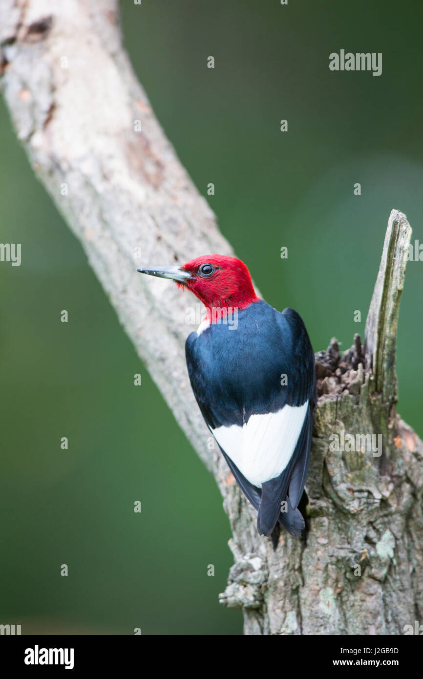 Pájaro carpintero de cabeza roja (Melanerpes erythrocephalus) en snag, el condado de Marion, Illinois Foto de stock