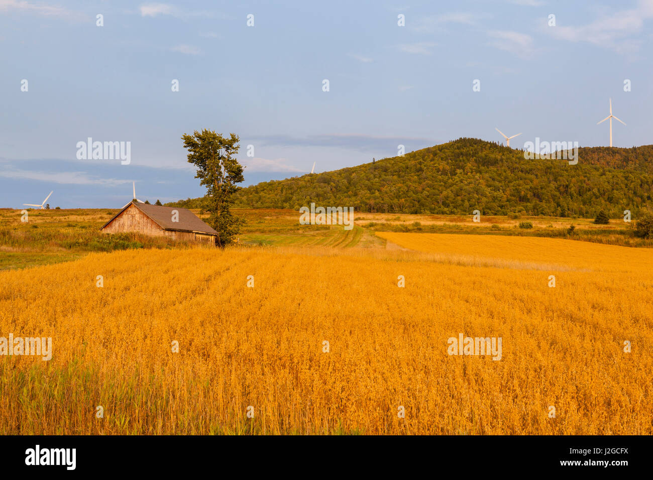 Un viejo establo en un campo al lado de la granja eólica de Mars Hill en Mars Hill, Maine. El International Appalachian Trail recorre la cresta en Mars Hill. Foto de stock