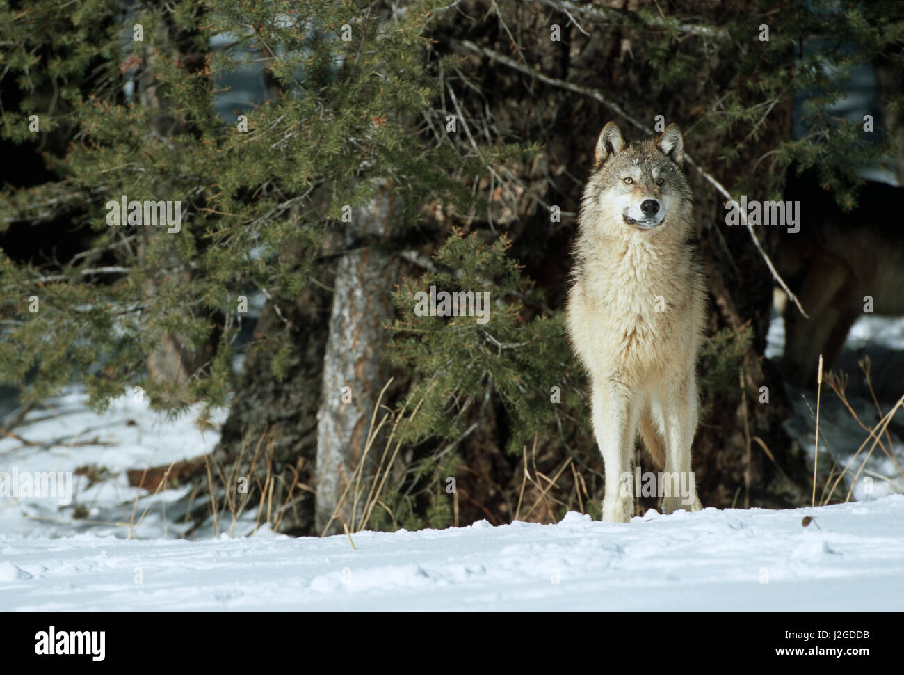 Lobo gris (Canis lupus) en invierno mirando a través de los árboles, Montana (cautivo) Foto de stock