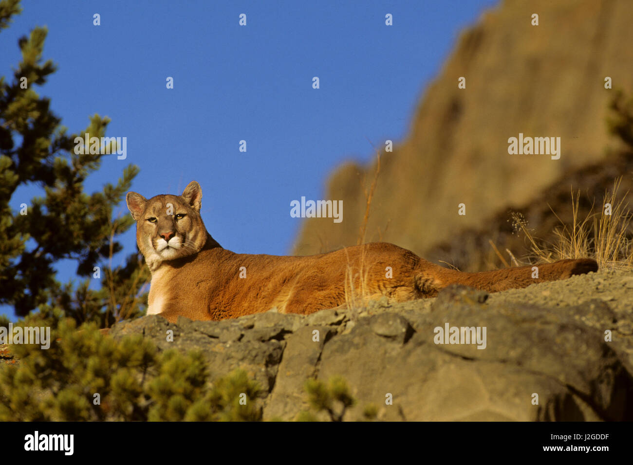 El león de montaña (Felis concolor), Montana (cautivo) Foto de stock
