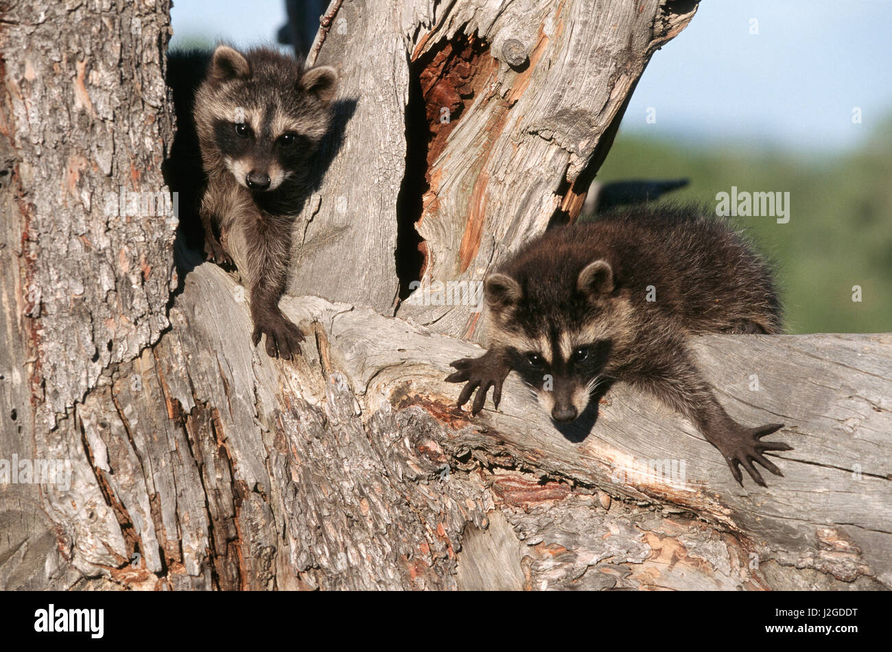 Los jóvenes mapaches (Procyon lotor) en el árbol, Montana (animales cautivos) Foto de stock