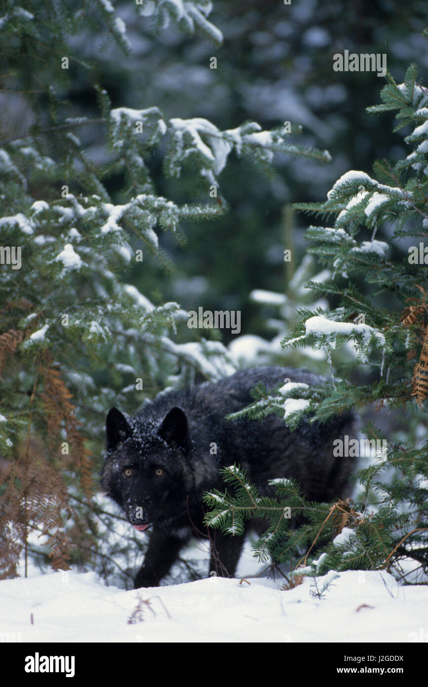 Lobo gris (Canis lupus) con una variación de color negro, Montana (cautivo) Foto de stock