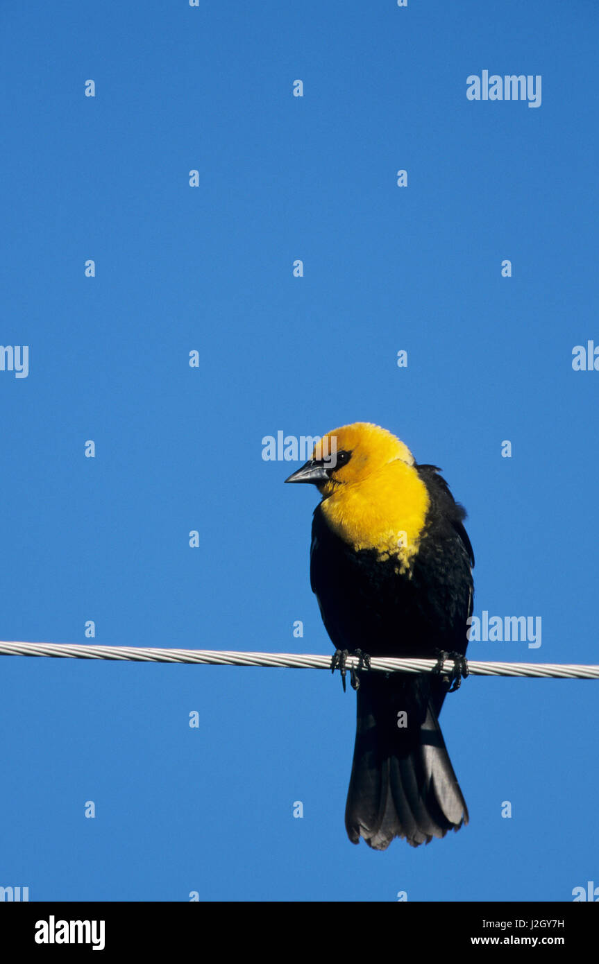 De cabeza amarilla (Xanthocephalus xanthocephalus Blackbird) macho en el cable de alimentación cerca de Waubay, SD Foto de stock