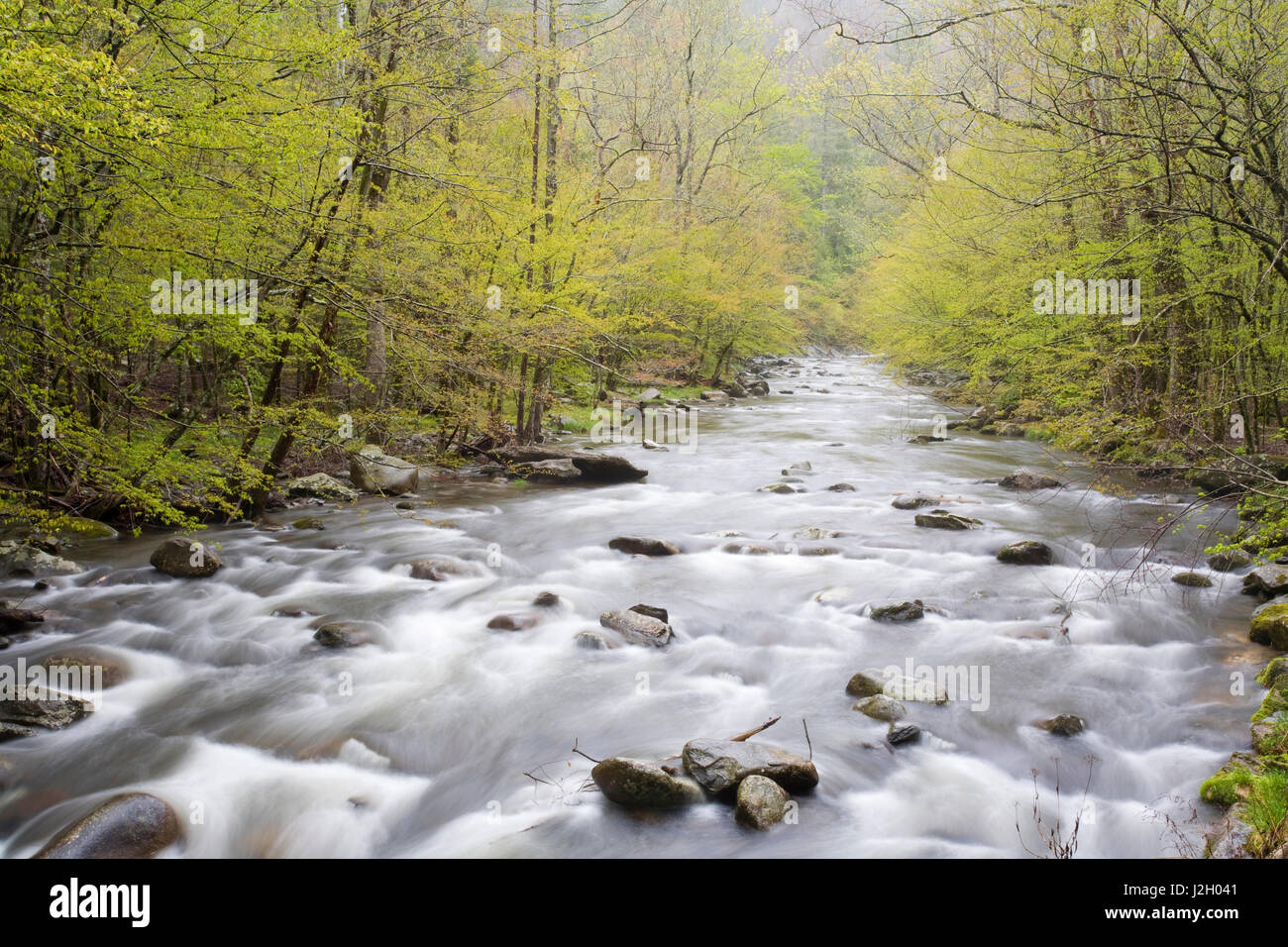 Medio de las puntas de lanza de la Little River en la primavera, el Tremont, Great Smoky Mountain National Park, Tennessee Foto de stock