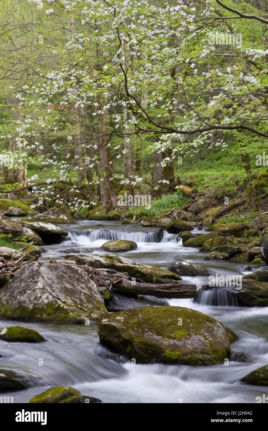 Los cornejos en primavera a lo largo de Oriente Prong Little River, zona Tremont, Great Smoky Mountains National Park, Tennessee Foto de stock