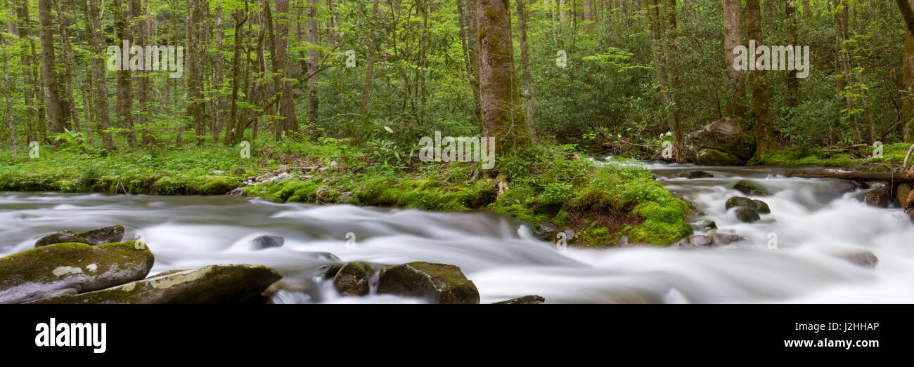 Panorámicas de horquilla recta Creek en primavera, Great Smoky Mountains National Park, Carolina del Norte (de gran formato tamaños disponibles) Foto de stock