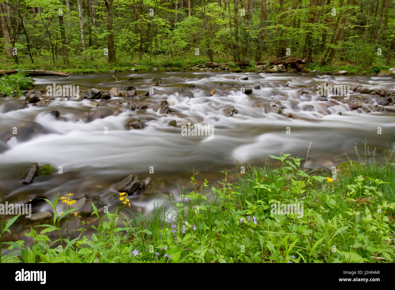 Horquilla recta Creek en primavera, Great Smoky Mountains National Park, Carolina del Norte Foto de stock
