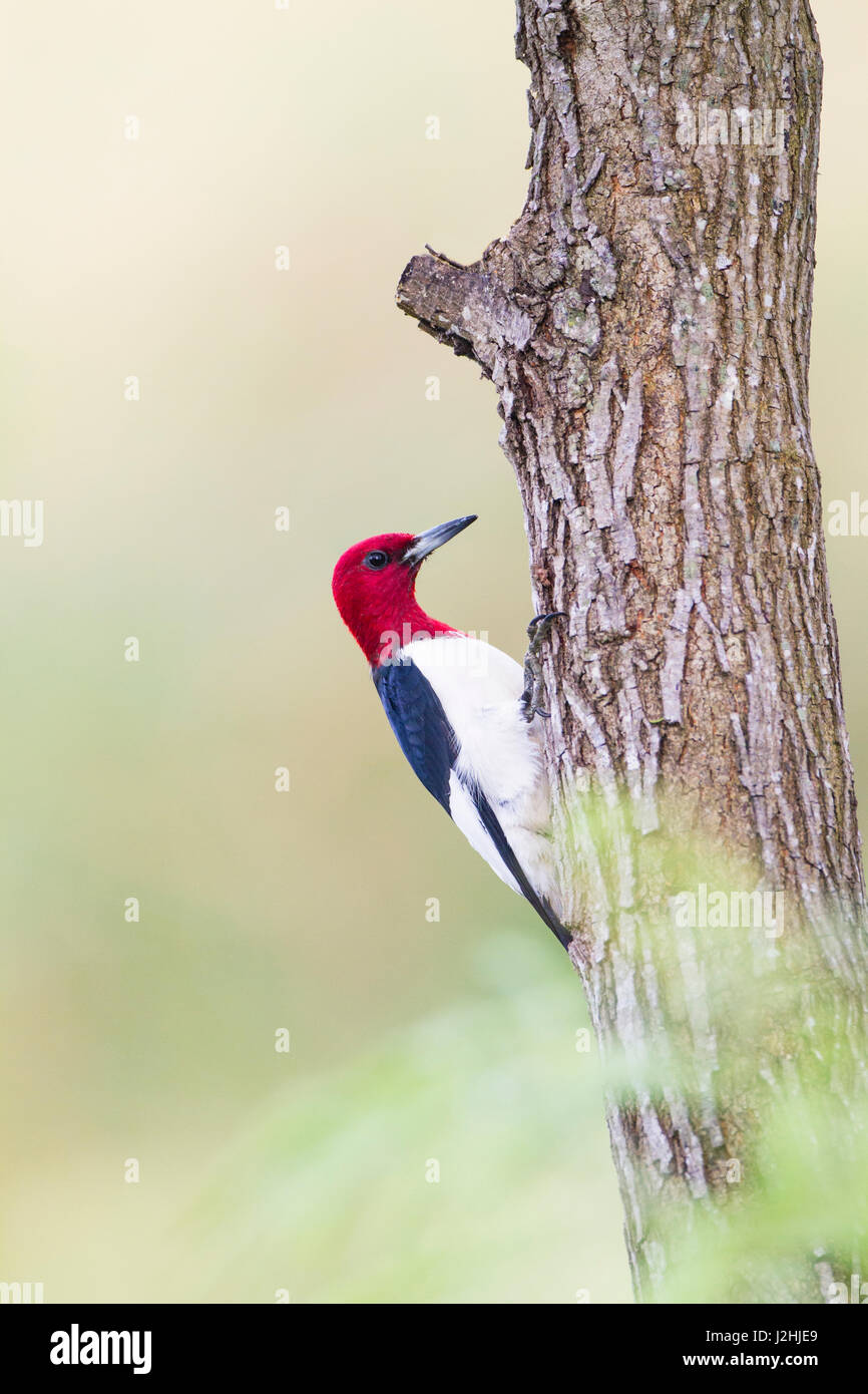 Pájaro carpintero de cabeza roja (Melanerpes erythrocephalus) macho posado Foto de stock