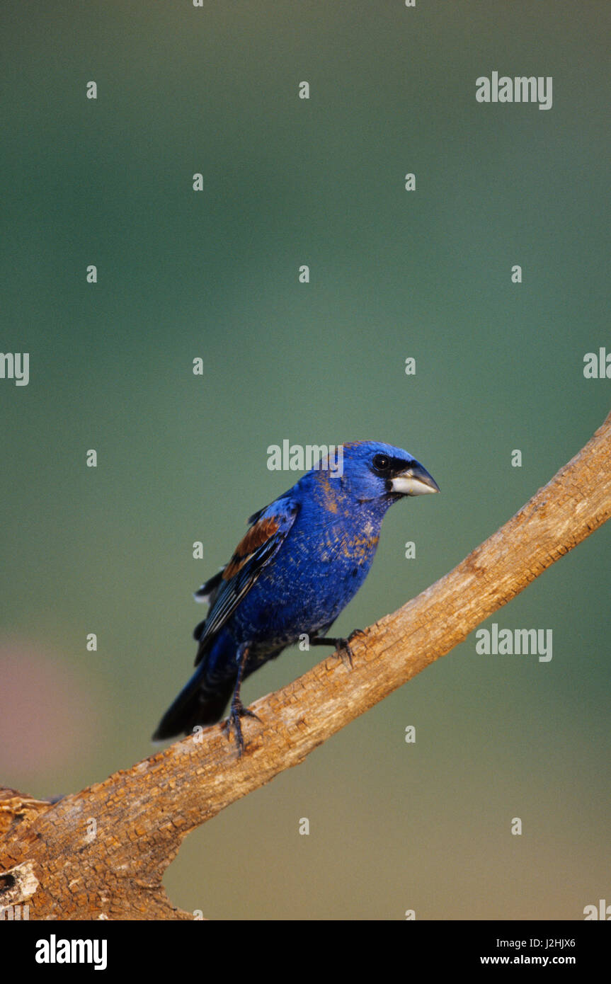 Blue Grosbeak (Guiraca caerulea) macho, Starr, TX Foto de stock