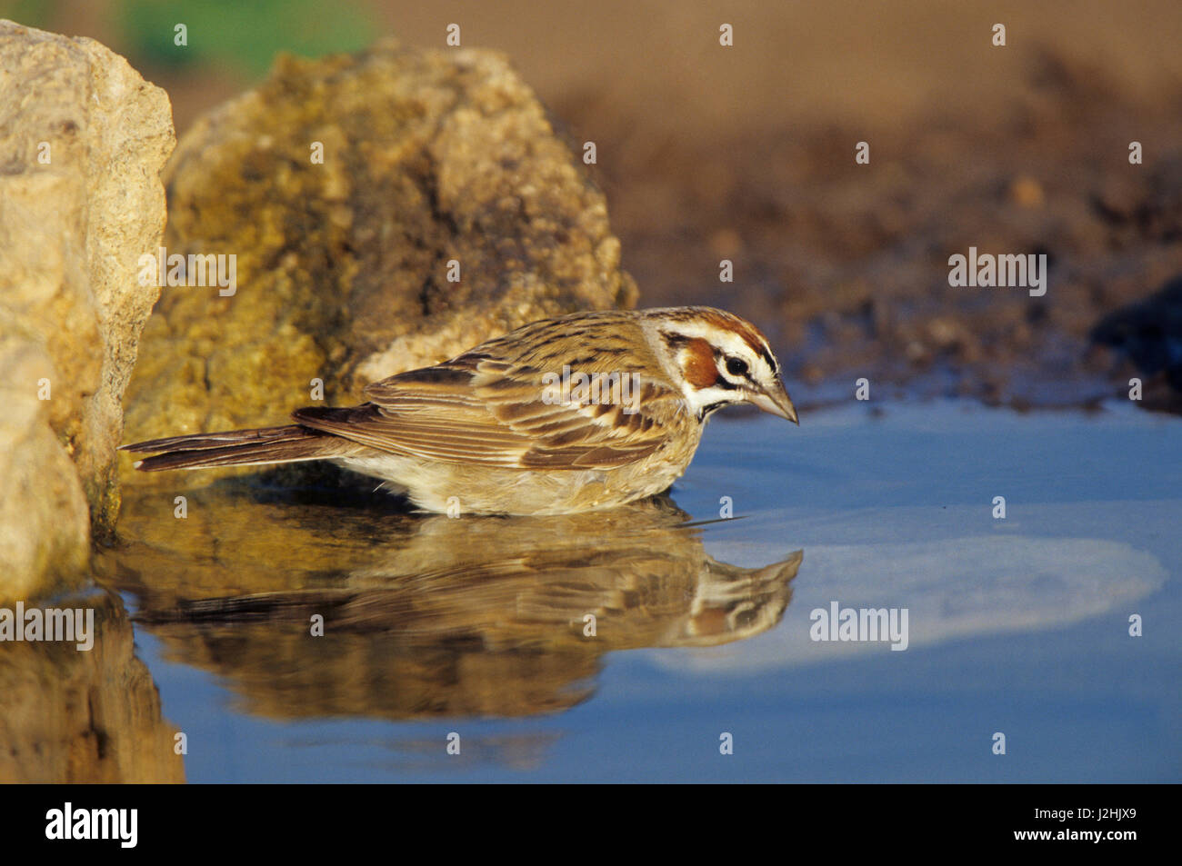 Lark Sparrow (Chondestes grammacus) en agua, Starr, TX Foto de stock