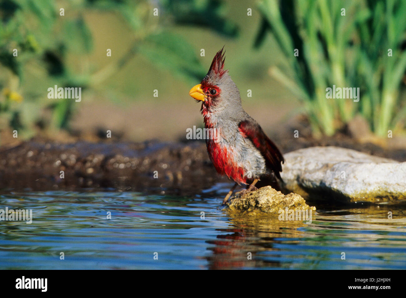 Pyrrhuloxia (Cardinalis sinuatus) macho en agua, Starr, TX Foto de stock