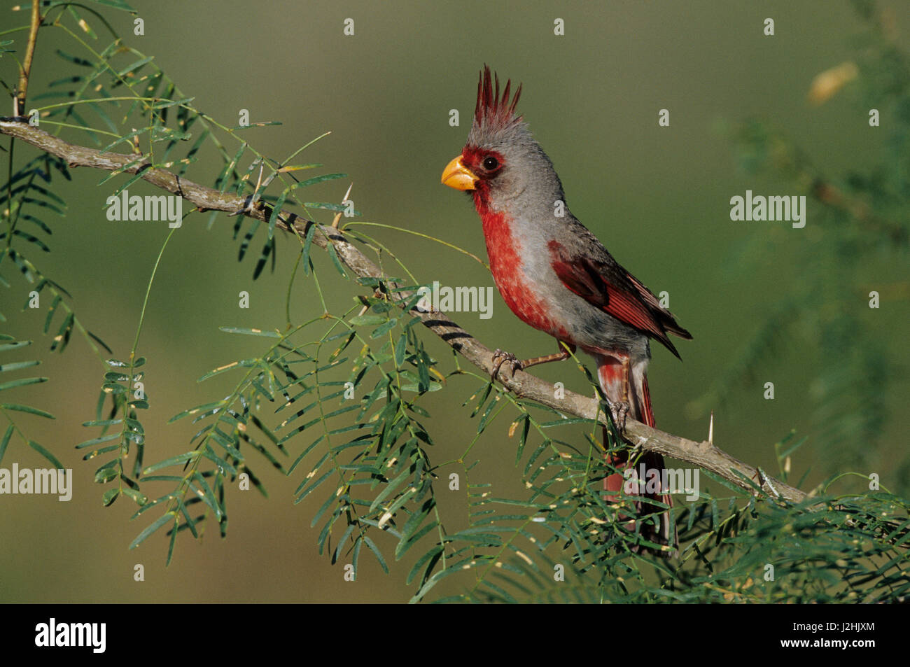 Pyrrhuloxia (Cardinalis sinuatus) macho, Starr, TX Foto de stock