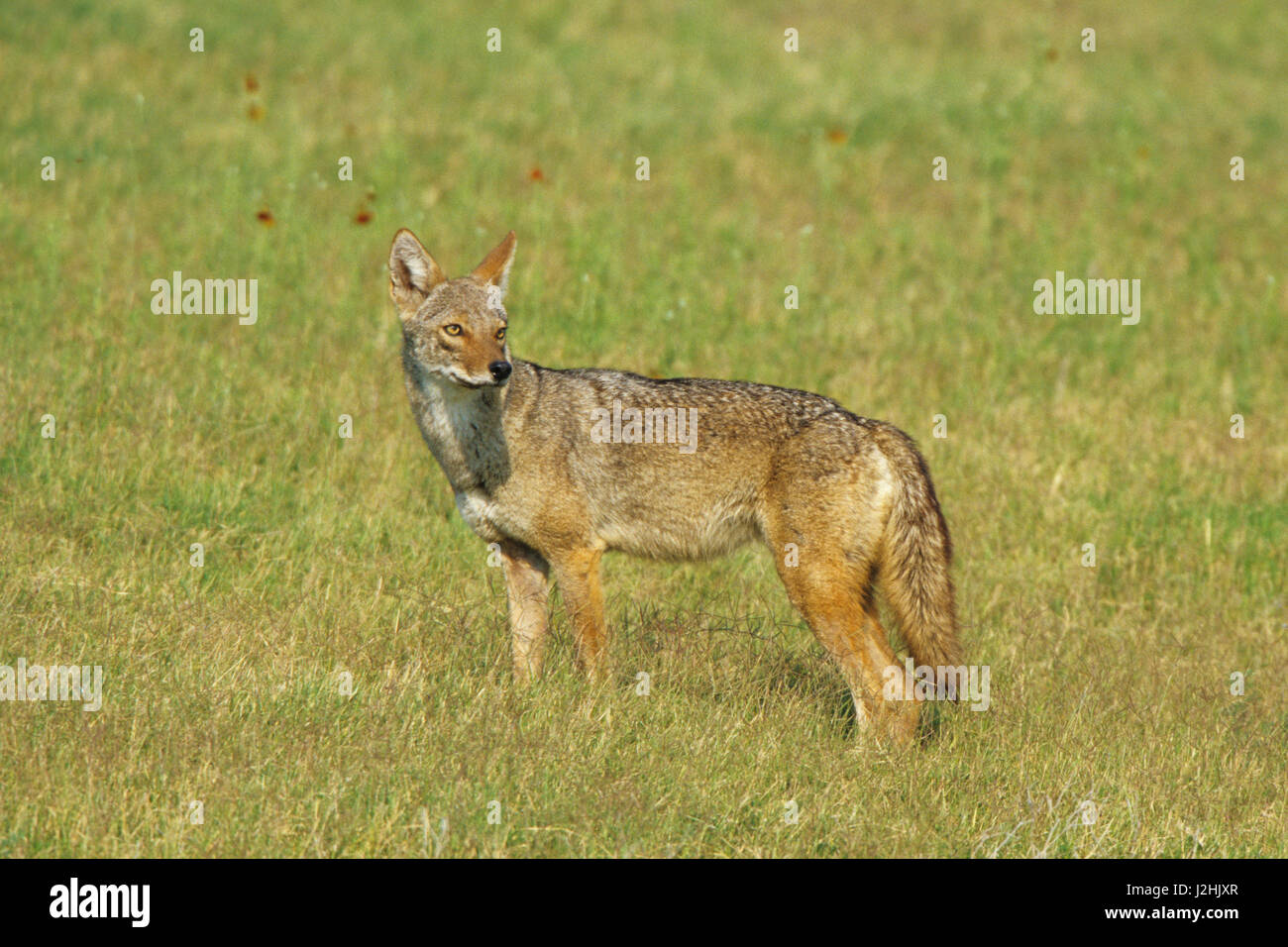 El coyote (Canis latrans) en un campo, el condado de Starr, Texas Foto de stock