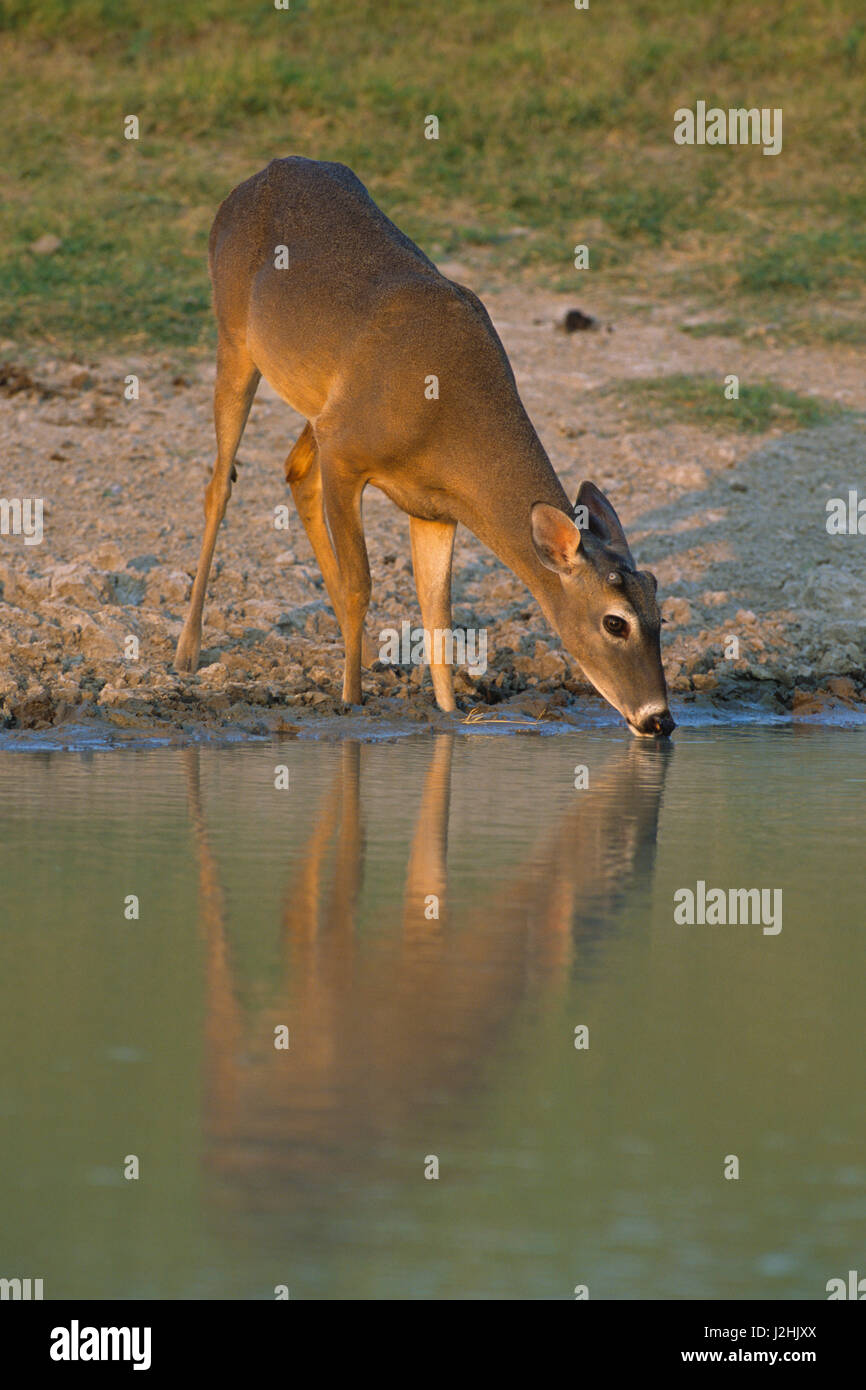 El venado cola blanca (Odocoileus virginianus) botón buck beber agua, en el condado de Starr, Texas Foto de stock