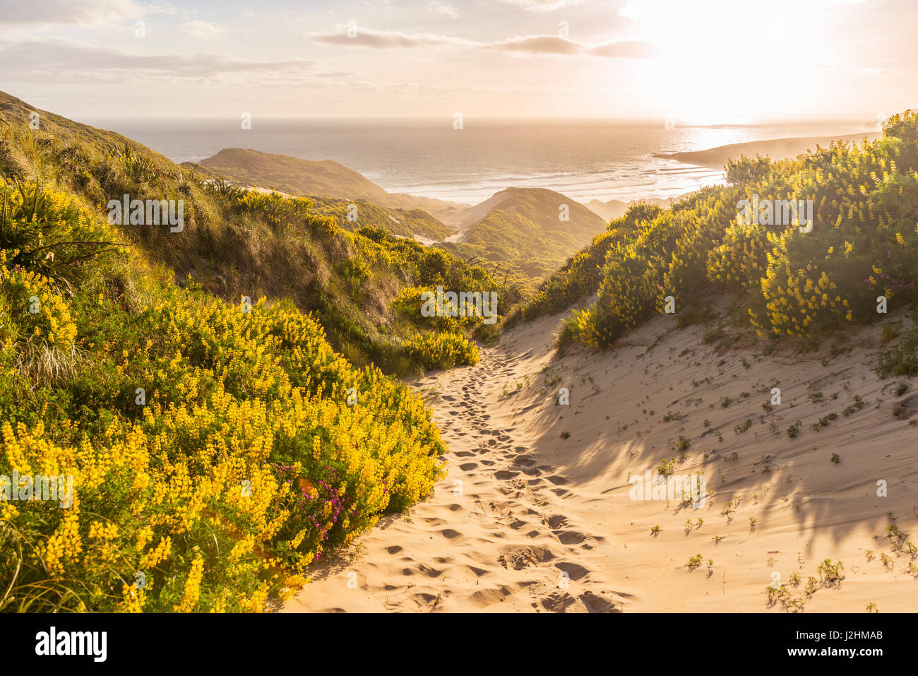 Altramuz amarillo (Lupinus luteus) sobre las dunas de arena, vista de la costa, Bahía flebótomo, Dunedin, la Región de Otago, la Península de Otago, Southland Foto de stock