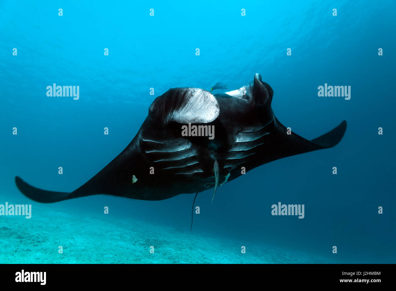 Pelagic manta ray (Manta birostris), natación sobre arena, tierra negra, pescado, Raja Ampat, Papua Occidental, Pacífico, Indonesia Foto de stock