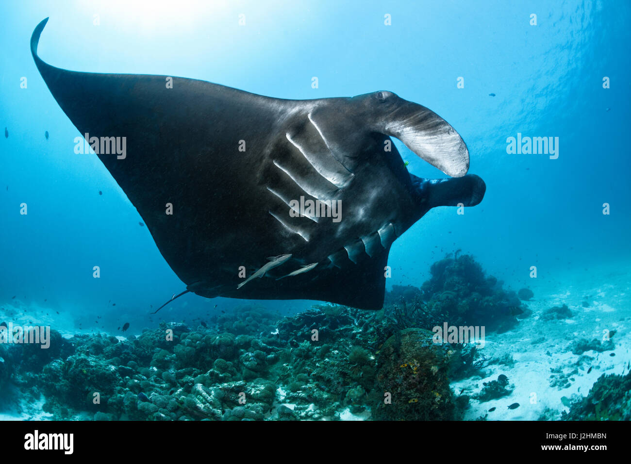 Pelagic manta ray (Manta birostris), nadar a lo largo de coral negro, peces, Raja Ampat, Papua Occidental, Pacífico, Indonesia Foto de stock