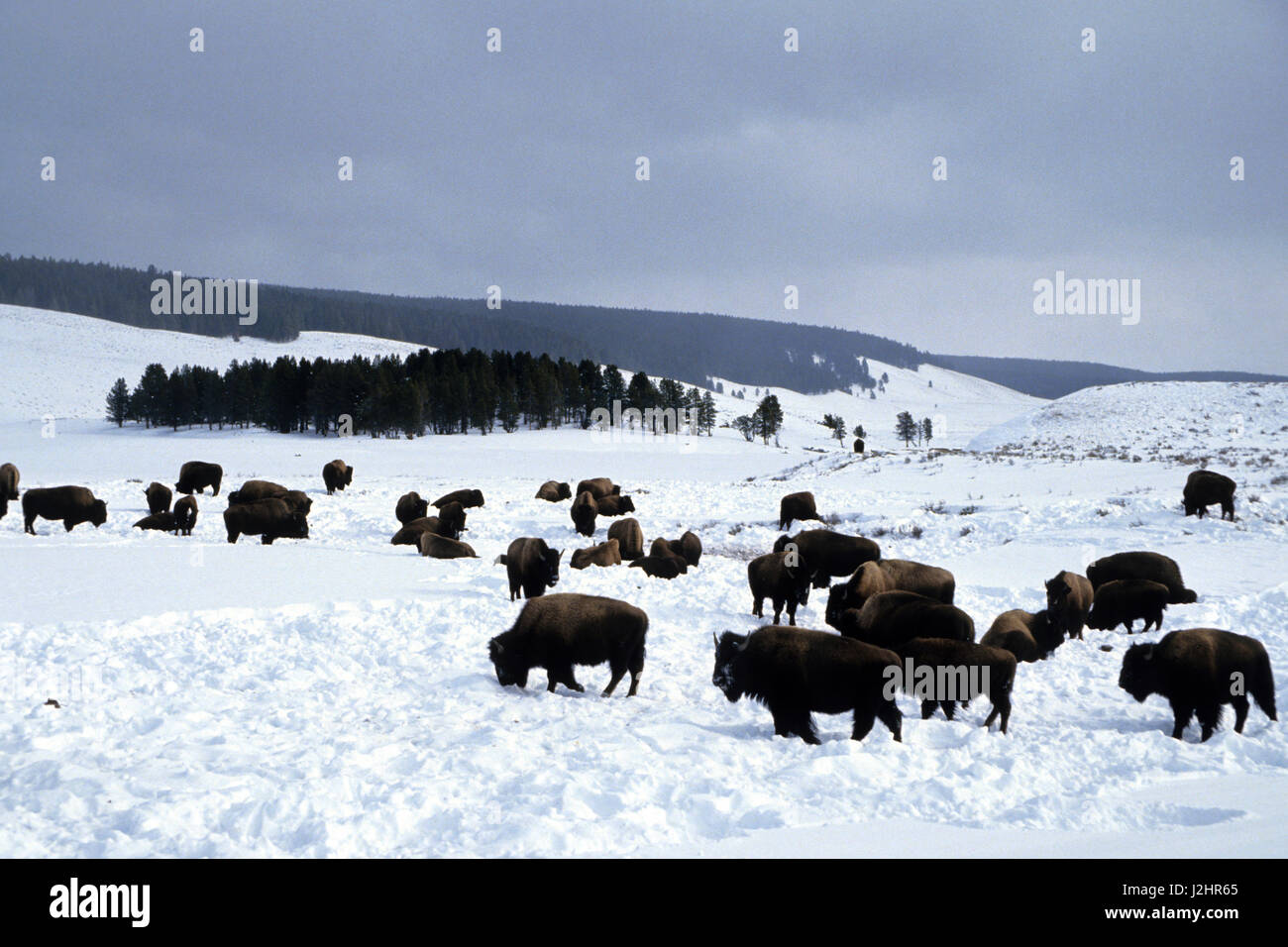 El bisonte (Bison bison) rebaño en invierno, el Parque Nacional Yellowstone, Wyoming Foto de stock