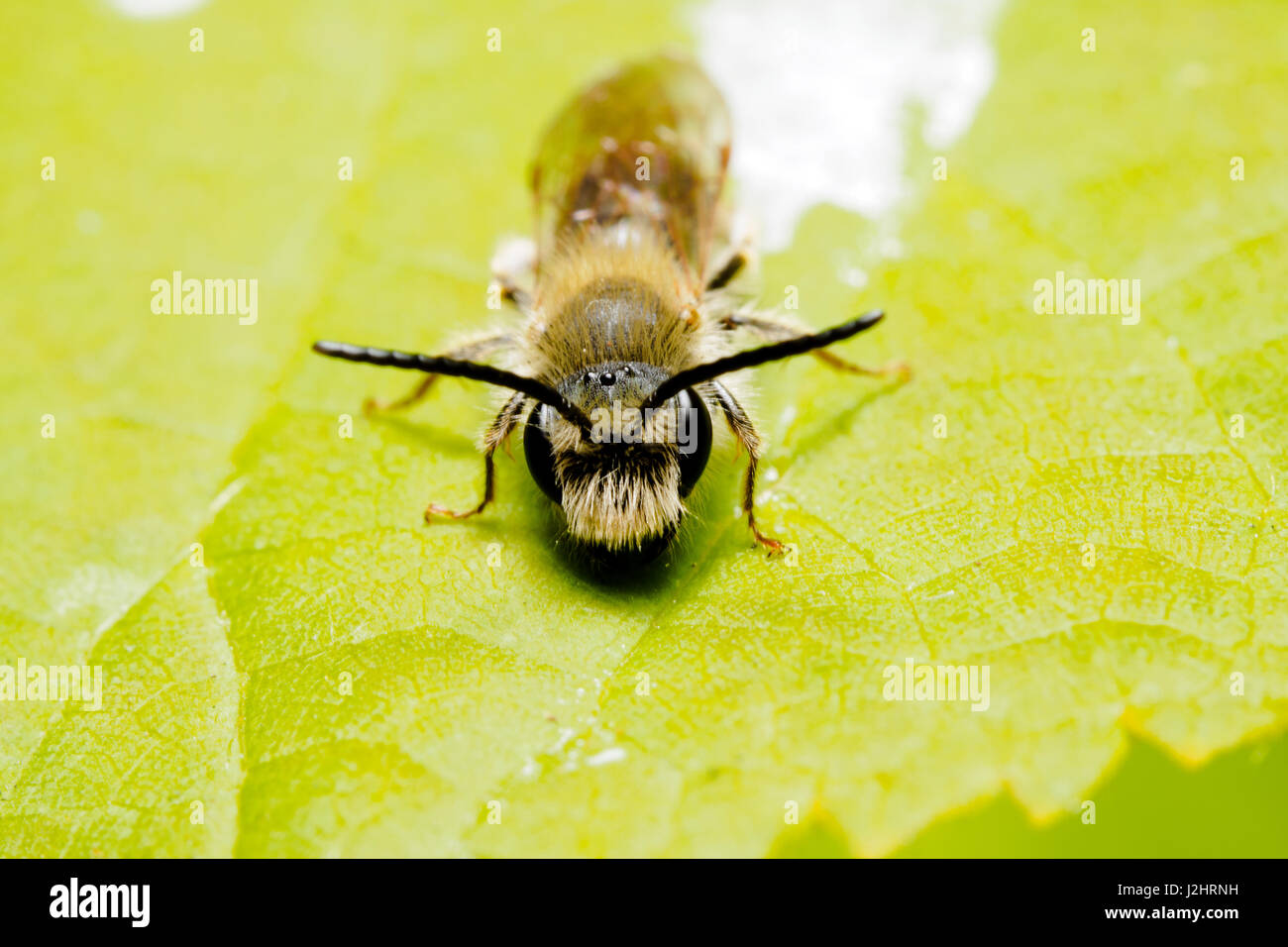 Andrena dorsata - Londres, Inglaterra Foto de stock