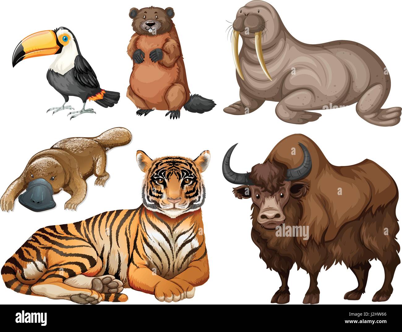 Los diferentes tipos de animales silvestres ilustración Imagen Vector