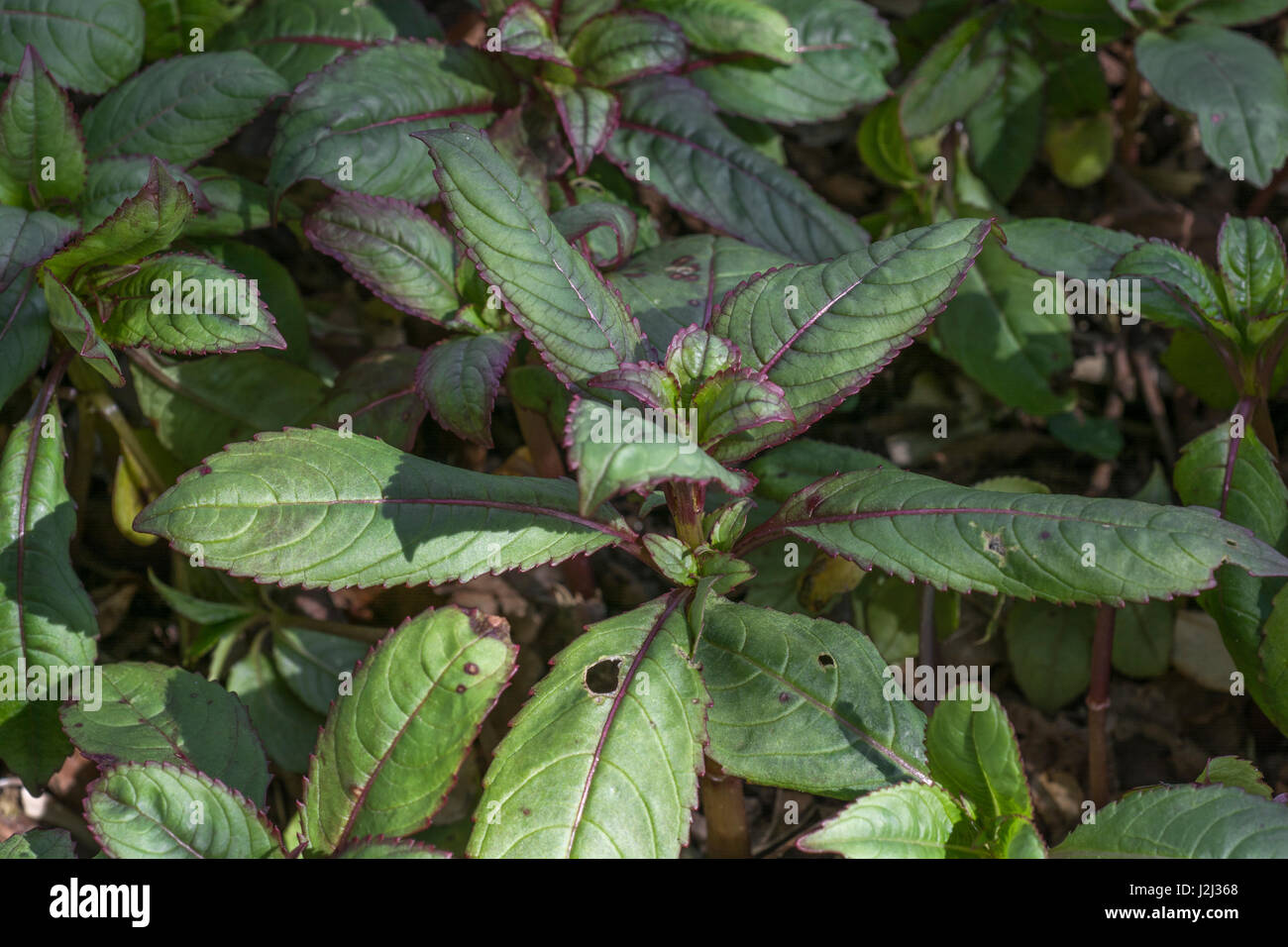 Jóvenes pre-floración follaje / hojas de bálsamo del Himalaya / Impatiens glandulifera - un molesto maleza invasora de ríos y humedales, riberas. Foto de stock