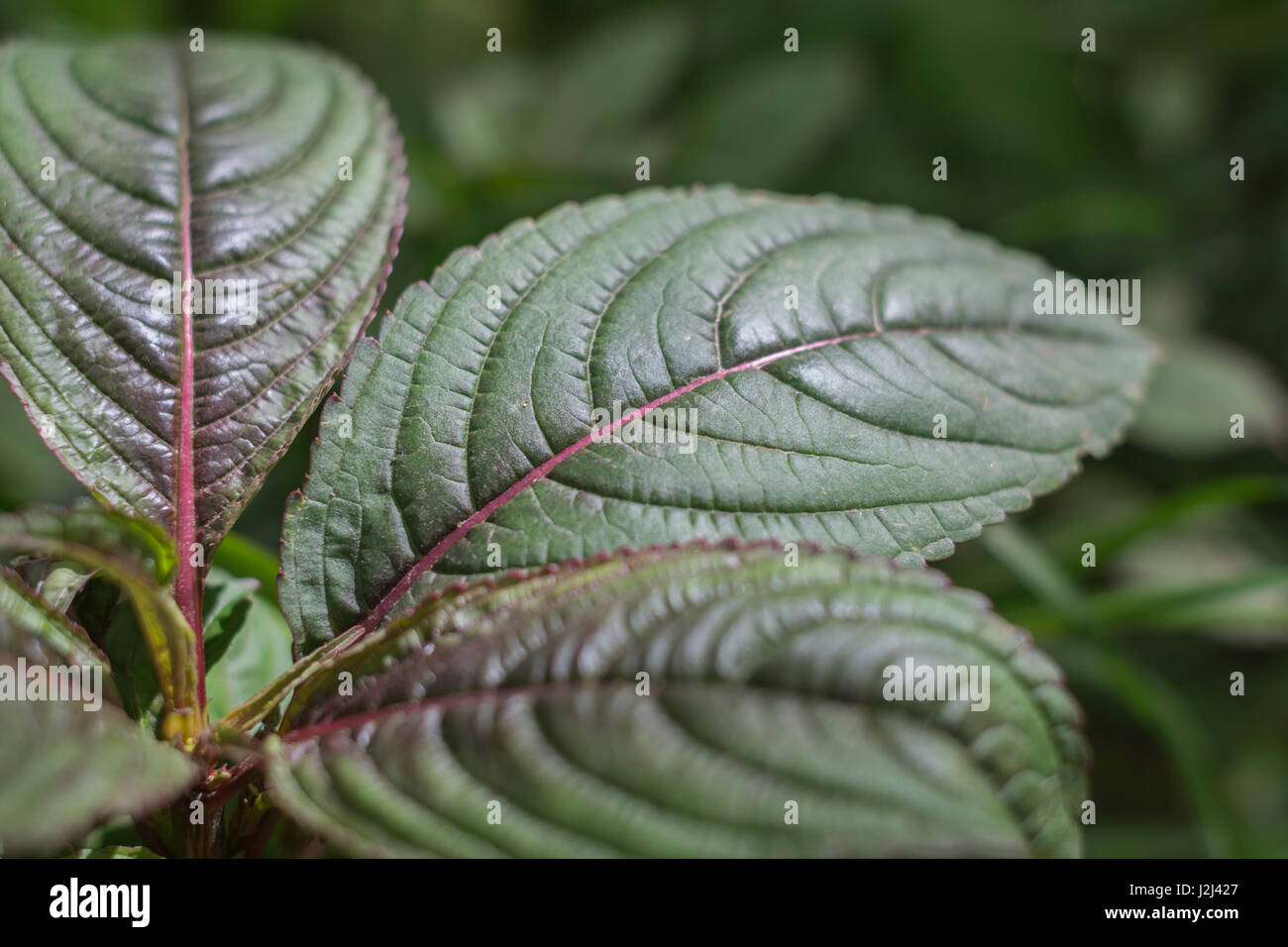 Jóvenes pre-floración follaje / hojas de bálsamo del Himalaya / Impatiens glandulifera - un molesto maleza invasora de ríos y humedales, riberas. Foto de stock