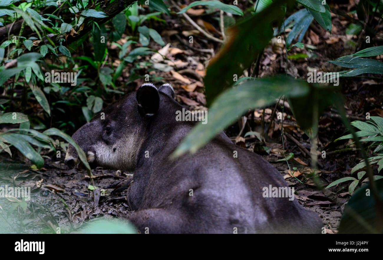 Un tapir salones en el fango cerca de Parque Nacional Braulio Carillo en la vertiente del Caribe de Costa Rica. Foto de stock