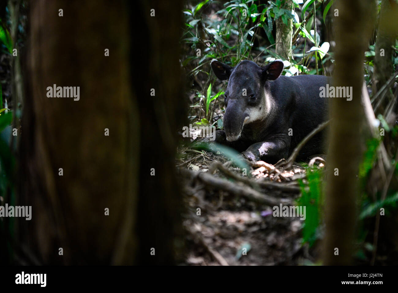 Un Tapir se asienta en el bosque cerca de Parque Nacional Braulio Carillo en la vertiente del Caribe de Costa Rica. Foto de stock