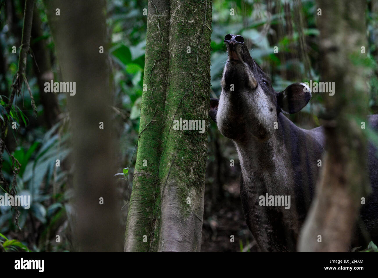 Un Tapir huele un árbol cerca de Parque Nacional Braulio Carillo en la vertiente del Caribe de Costa Rica. Foto de stock