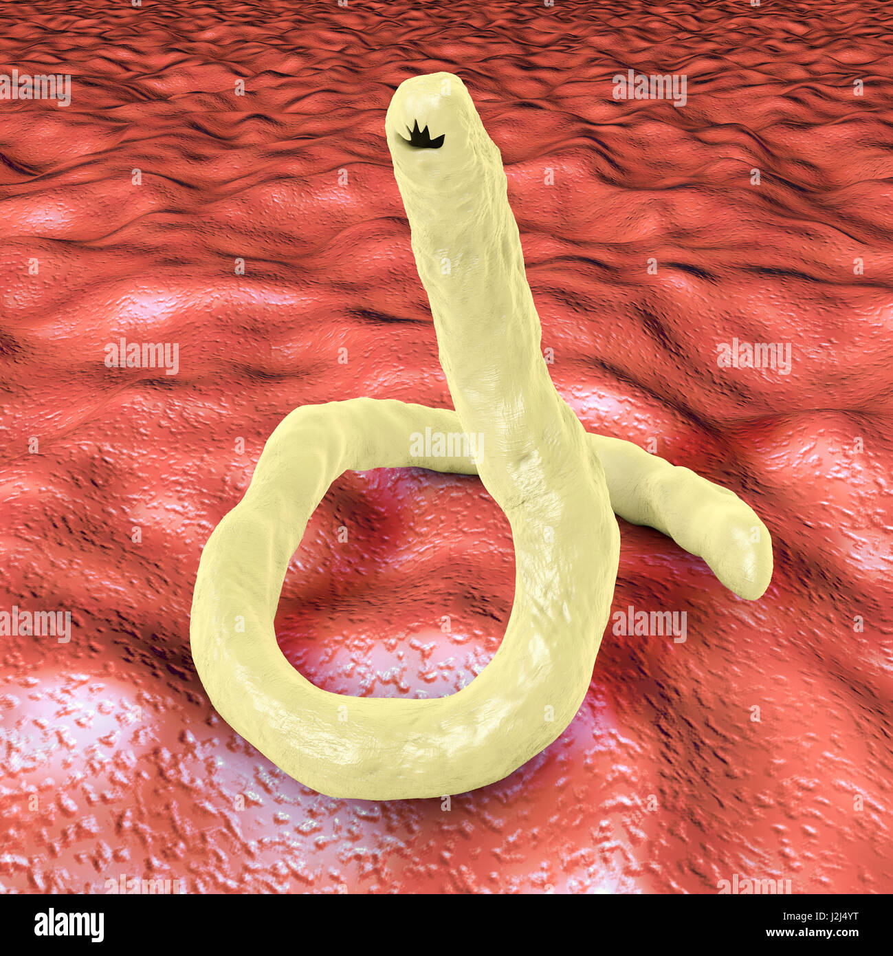 huevo de ancylostoma duodenale