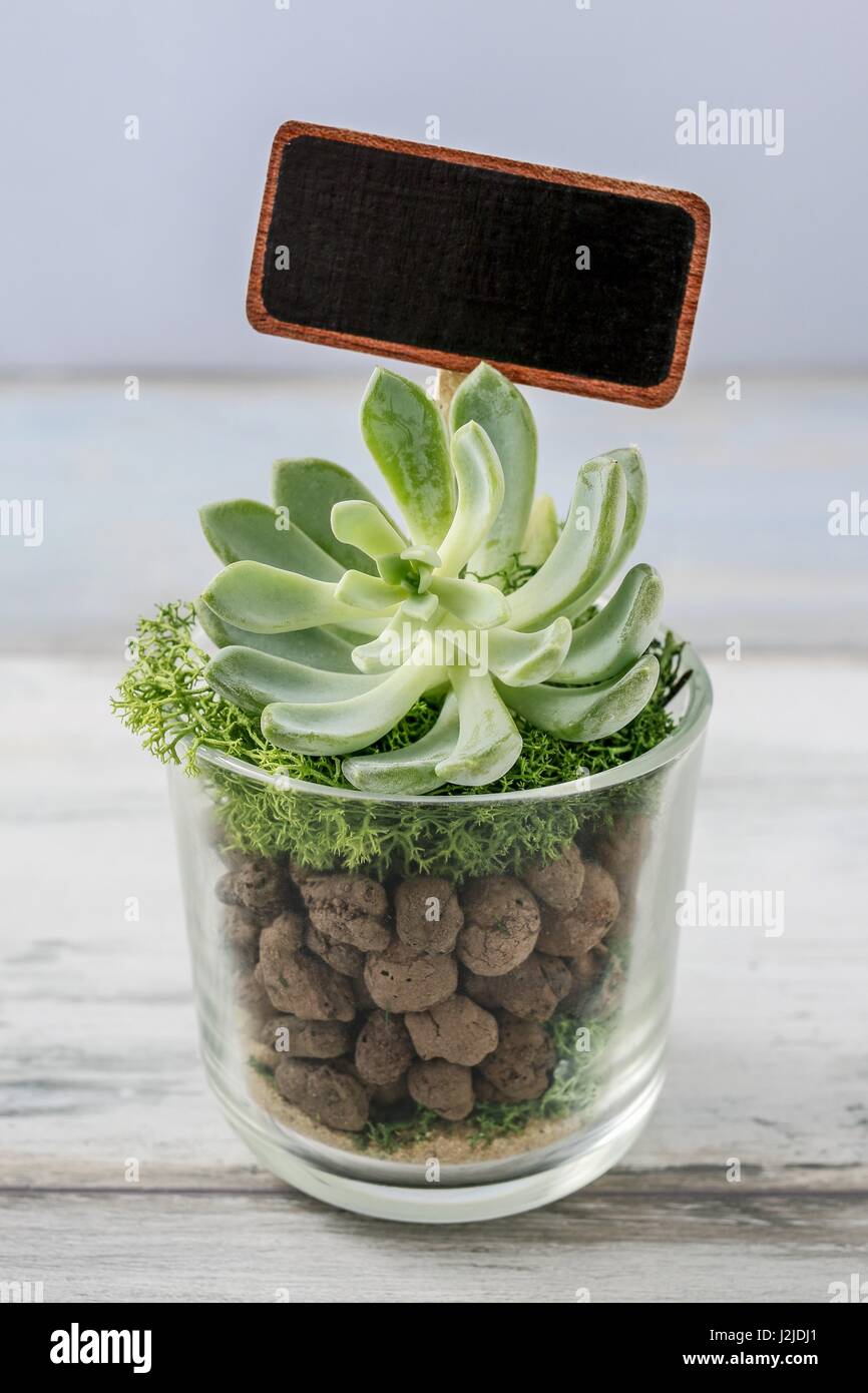 Precioso regalos para los invitados a la boda con plantas suculentas en recipientes  de vidrio. La decoración del hogar Fotografía de stock - Alamy