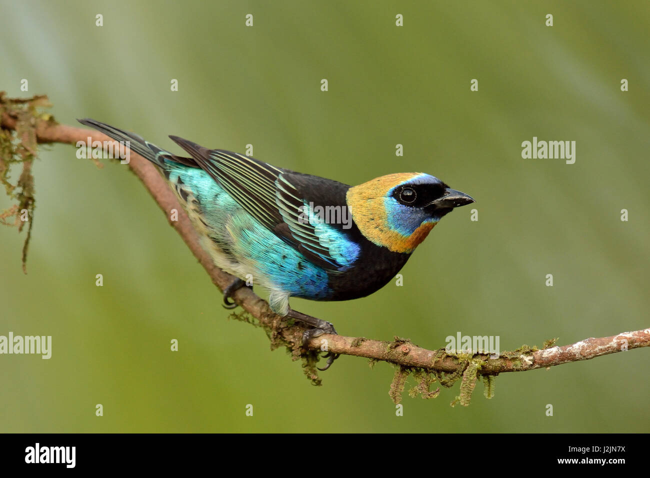 Un Golden-hooded Tanager en Costa Rica rain forest Foto de stock